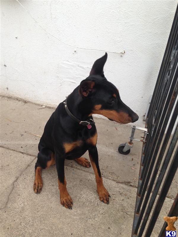 Doberman Pinscher dog